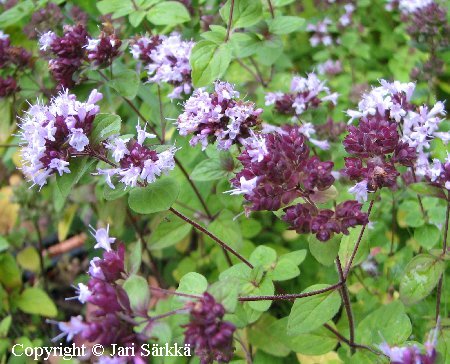 Origanum vulgare